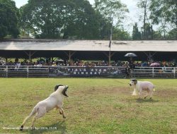 Ajang Bergengsi Piala Ayam Ningrat Vol. I Ramaikan Kontes Domba Garut di Lembang