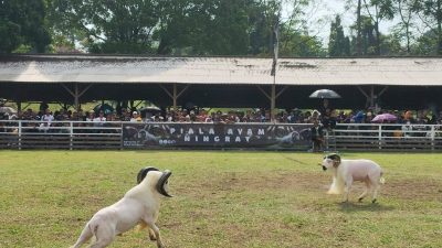 Ajang Bergengsi Piala Ayam Ningrat Vol. I Ramaikan Kontes Domba Garut di Lembang